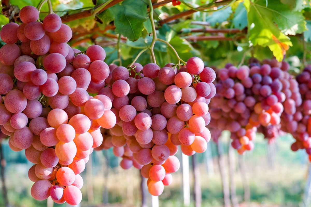 Kandungan dan Manfaat Buah Anggur untuk Kesehatan Anak